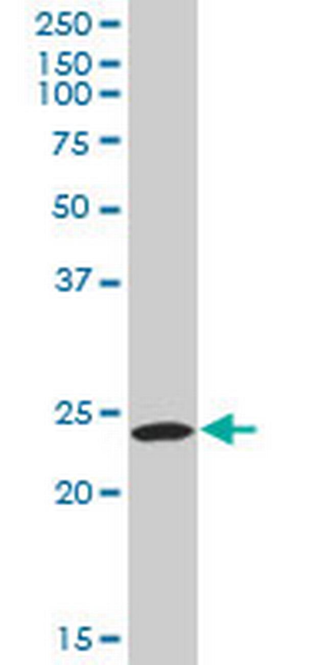 PYCARD Antibody in Western Blot (WB)