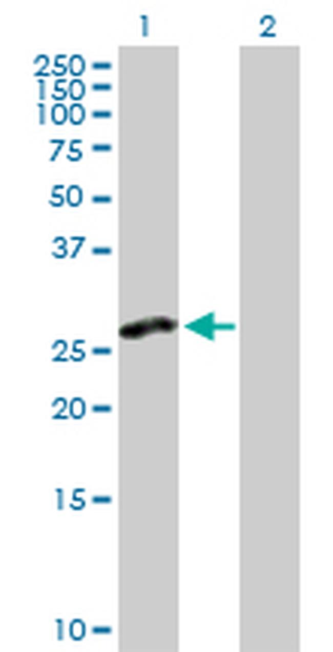 CLEC2D Antibody in Western Blot (WB)