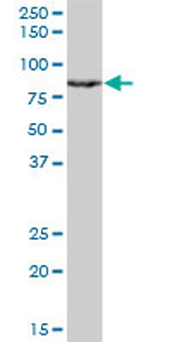 RACGAP1 Antibody in Western Blot (WB)