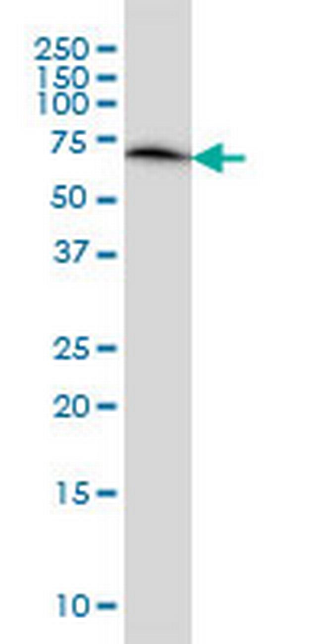 ERO1L Antibody in Western Blot (WB)