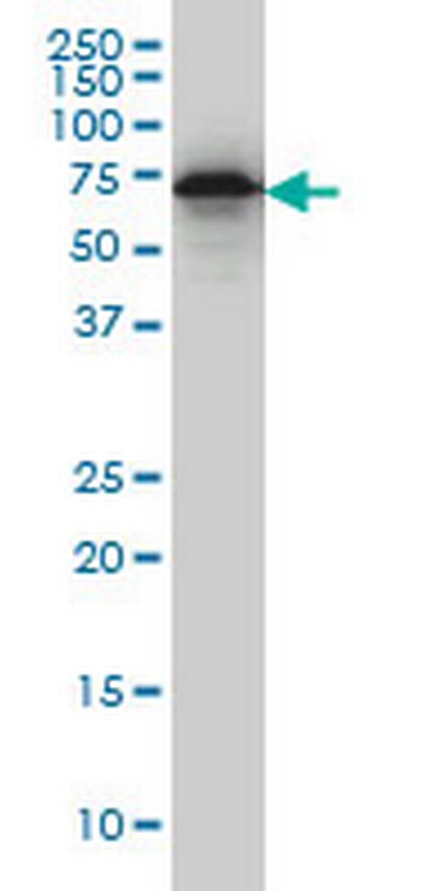 EHD2 Antibody in Western Blot (WB)