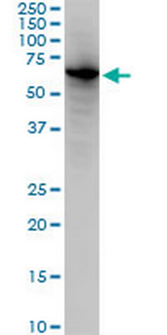 EHD2 Antibody in Western Blot (WB)