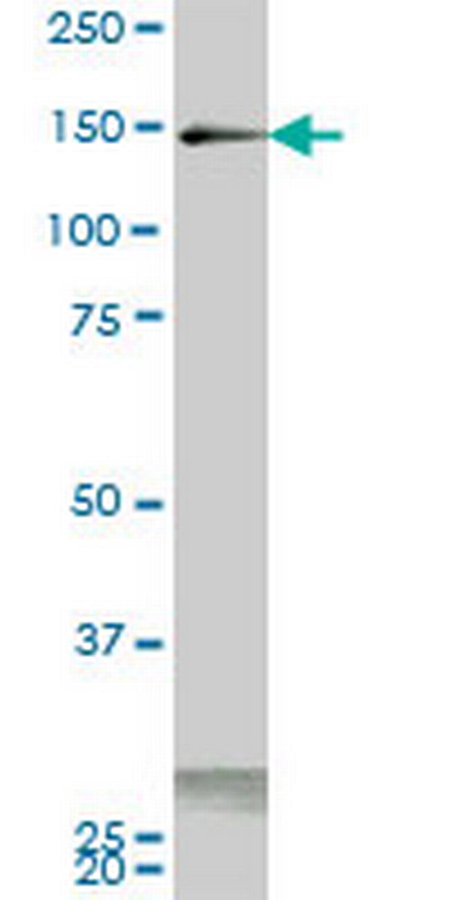 PIK3R4 Antibody in Western Blot (WB)