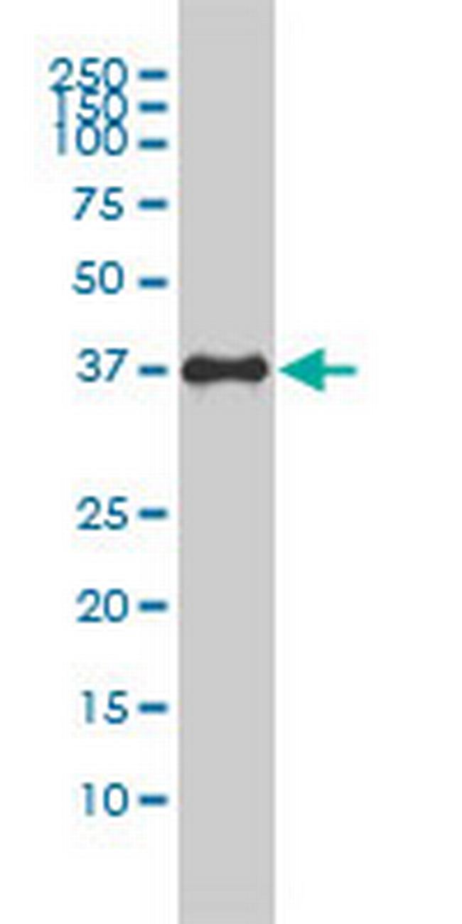 F11R Antibody in Western Blot (WB)