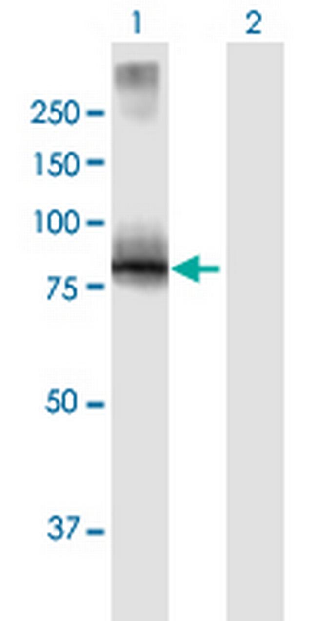 VILL Antibody in Western Blot (WB)