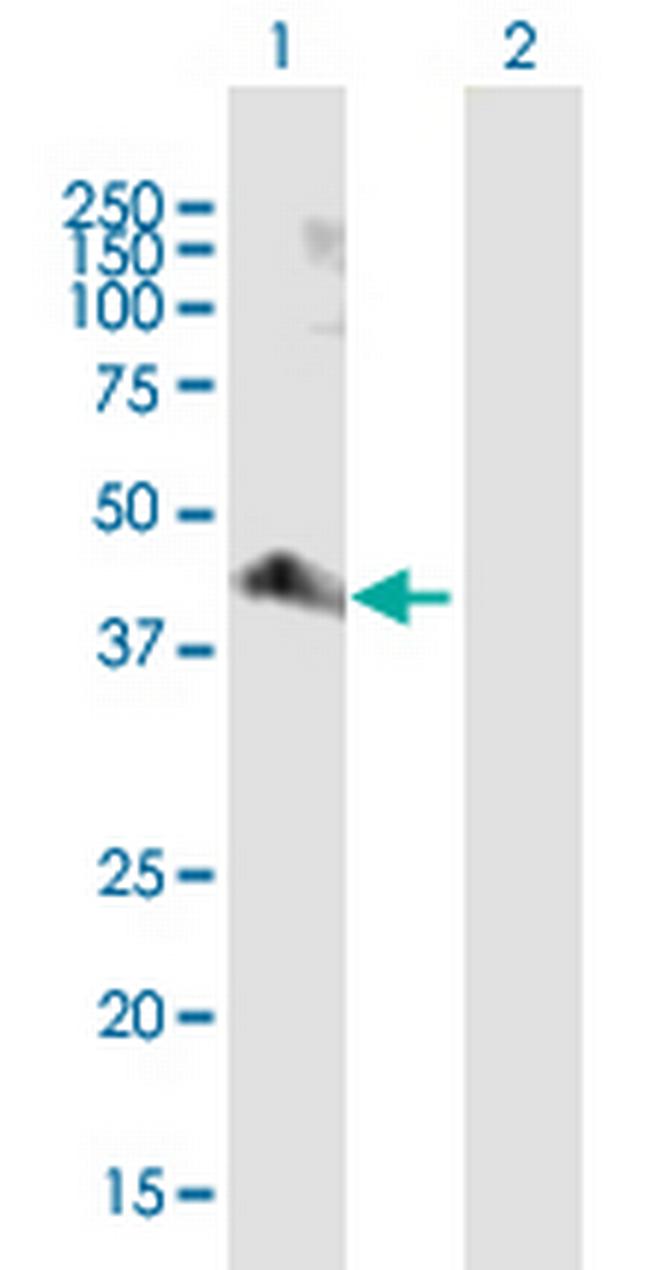 PARD6A Antibody in Western Blot (WB)