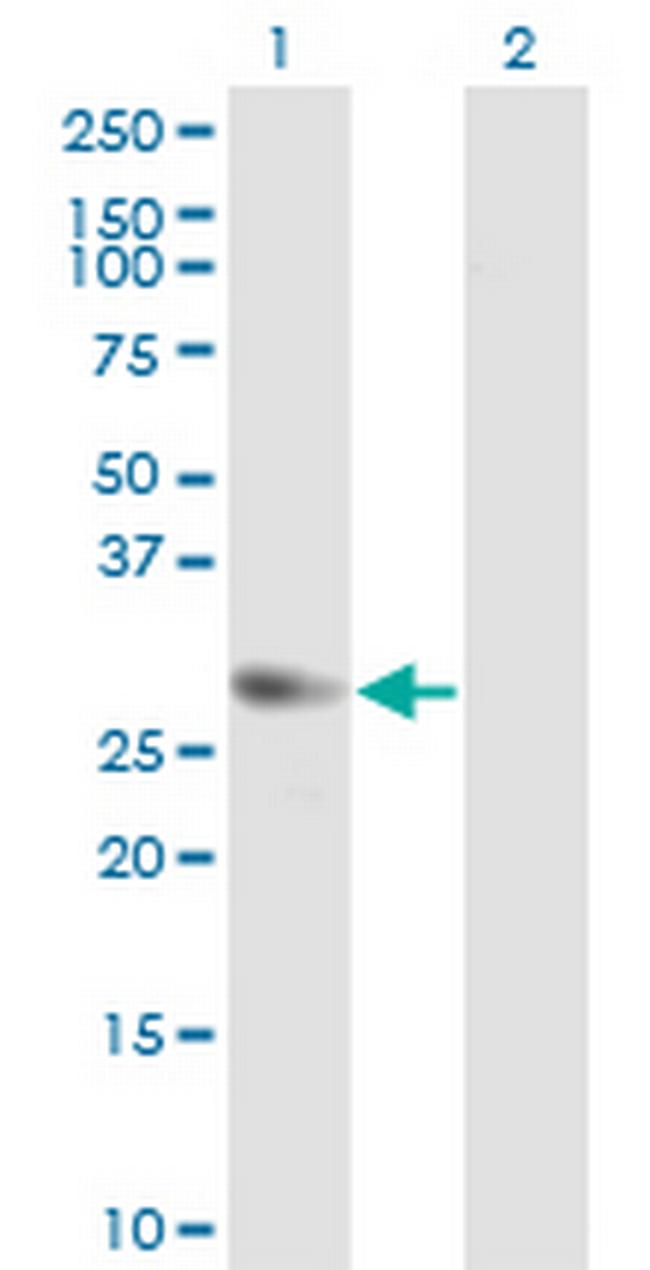 GMNN Antibody in Western Blot (WB)