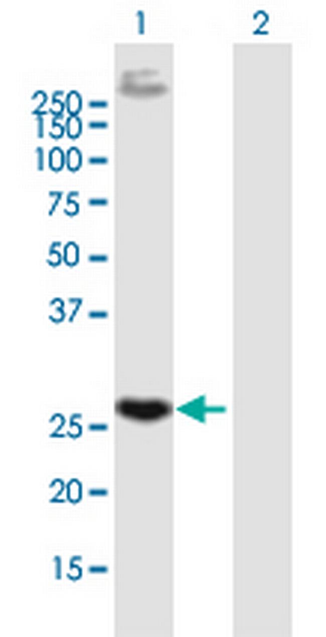 EGFL7 Antibody in Western Blot (WB)