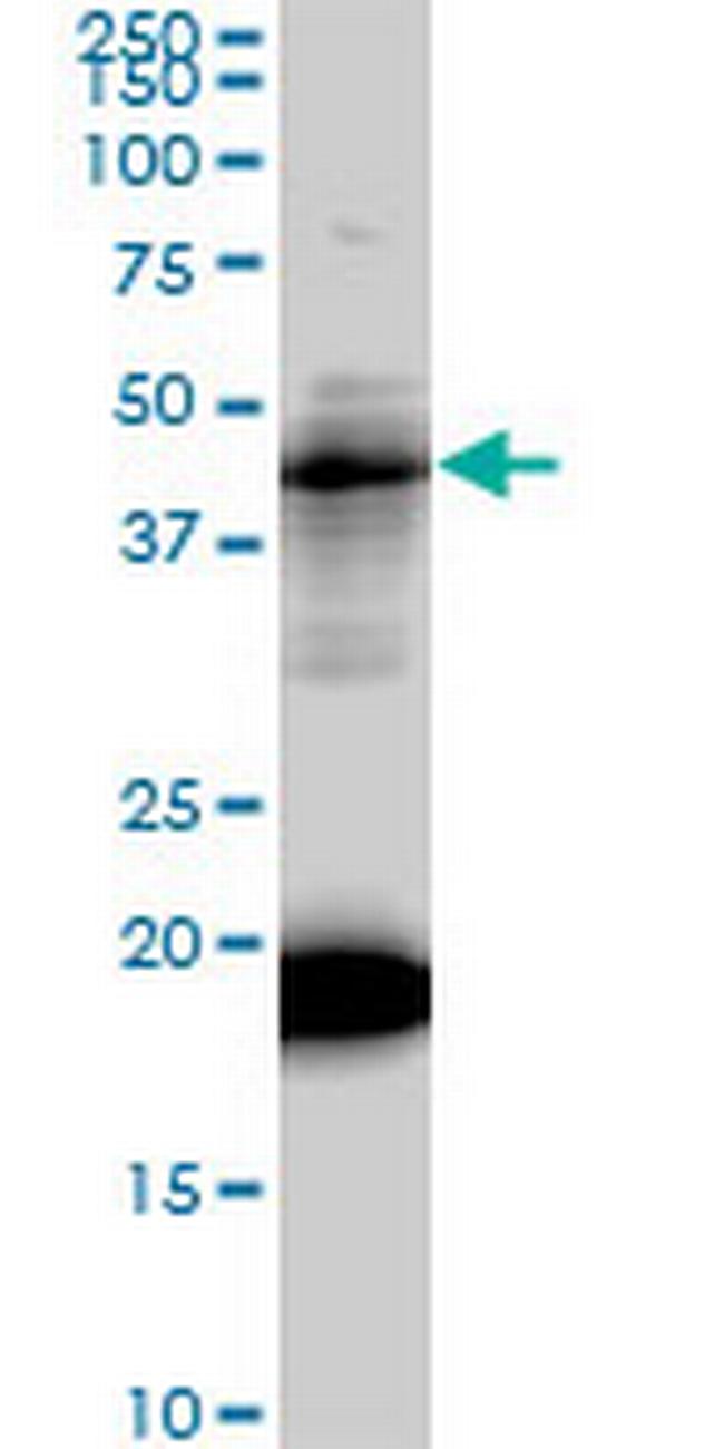 LEF1 Antibody in Western Blot (WB)