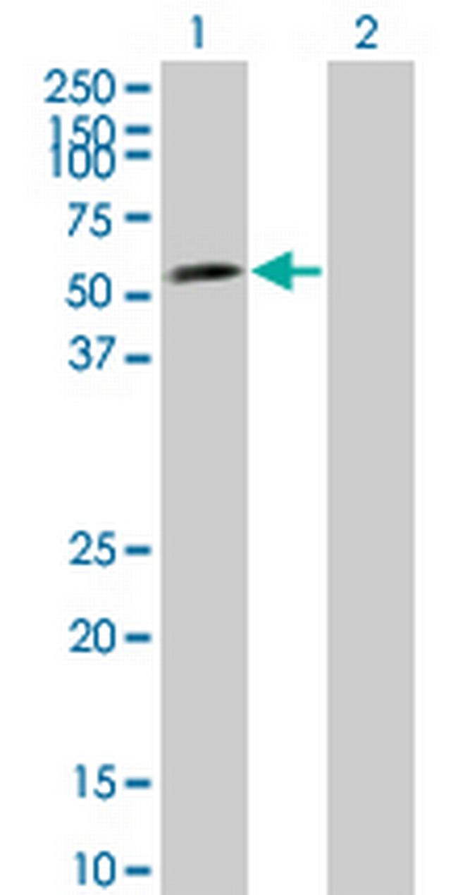 LEF1 Antibody in Western Blot (WB)