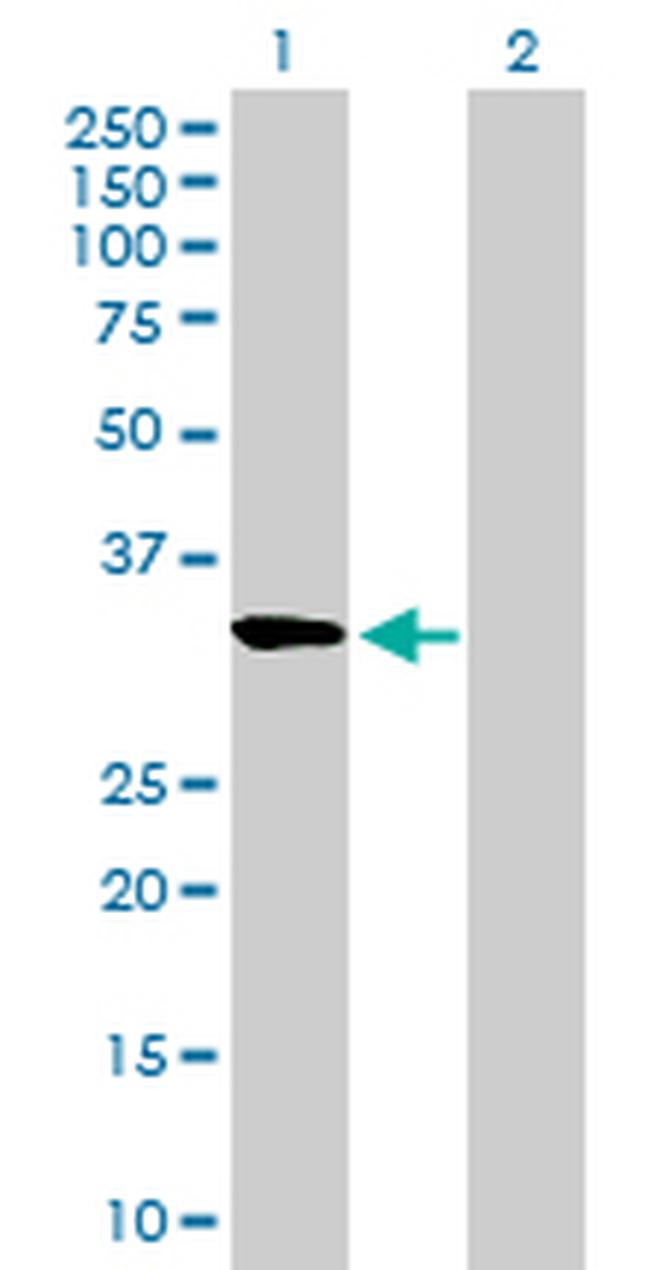 RASL12 Antibody in Western Blot (WB)