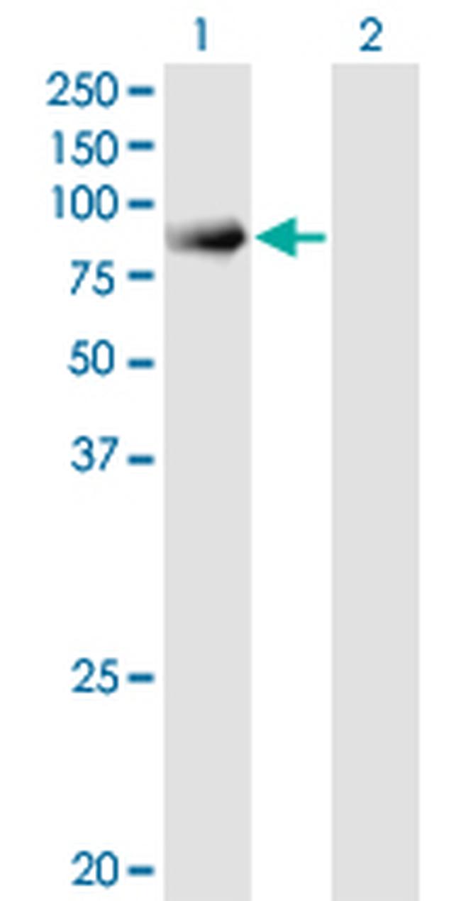 SNX9 Antibody in Western Blot (WB)