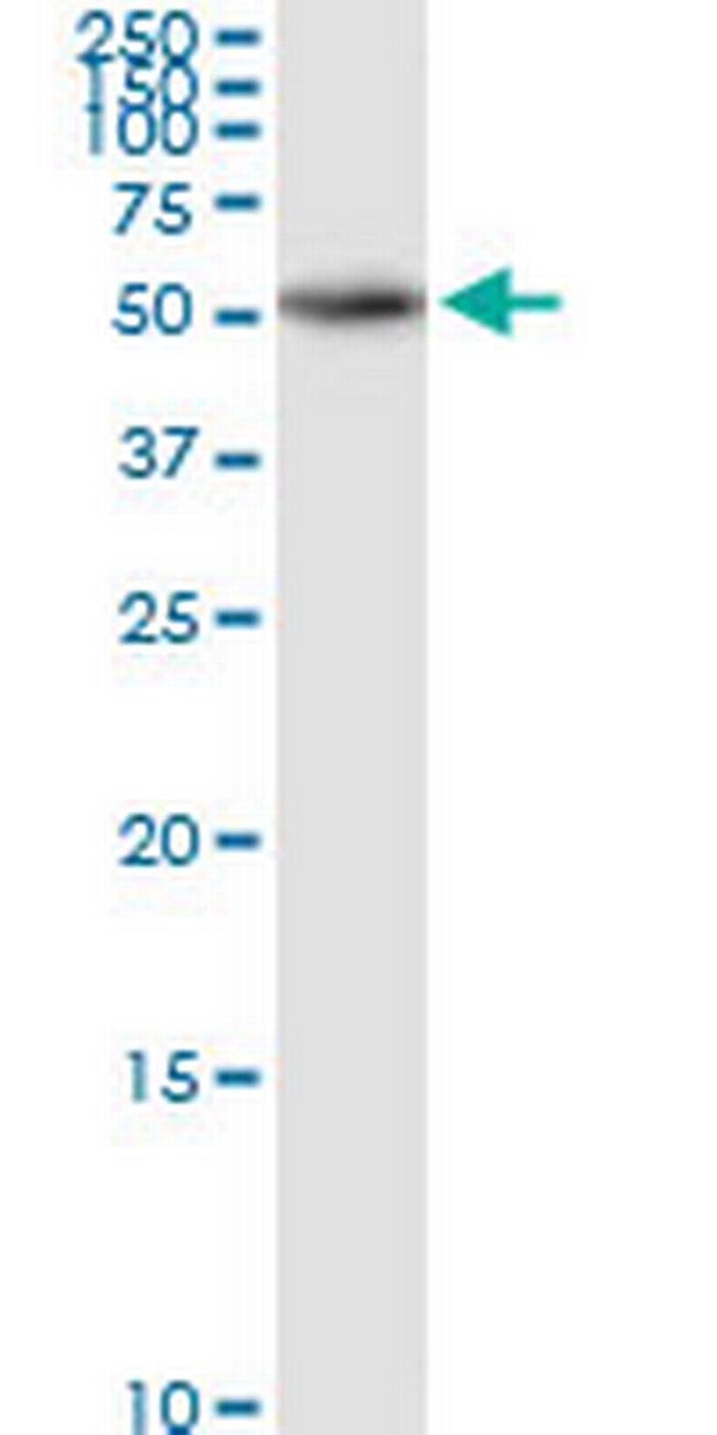 SCLY Antibody in Western Blot (WB)