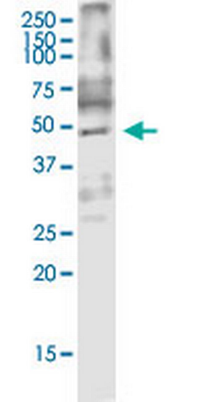 ARMCX3 Antibody in Western Blot (WB)