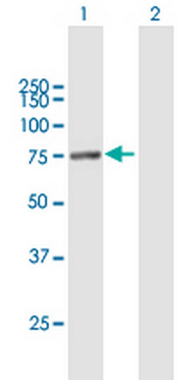 CPSF3 Antibody in Western Blot (WB)