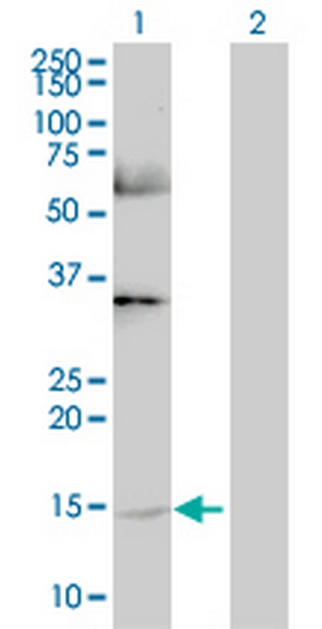 GHRL Antibody in Western Blot (WB)