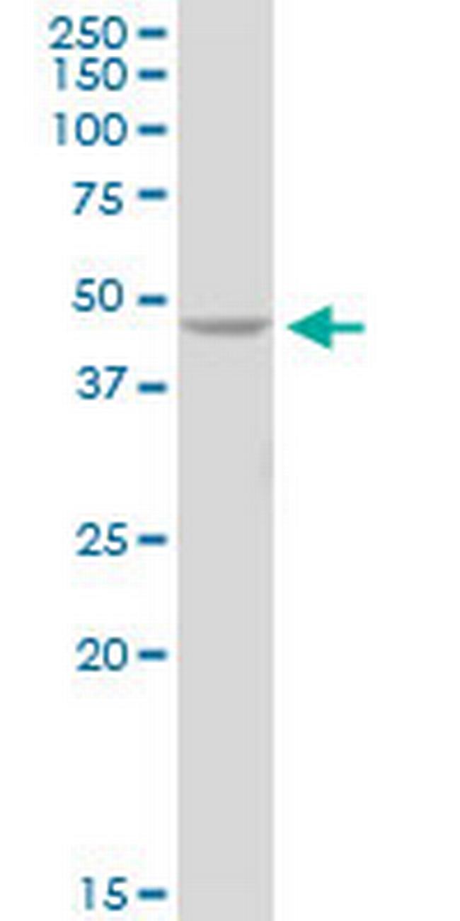 PELO Antibody in Western Blot (WB)