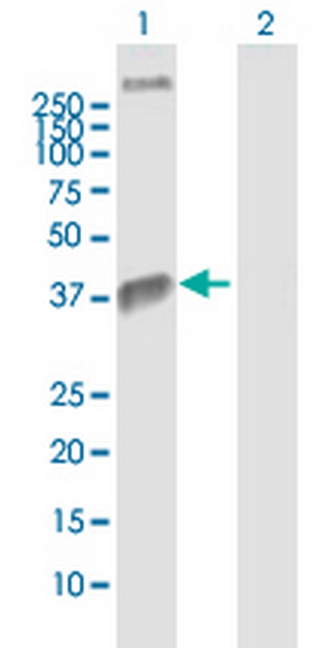 WNT4 Antibody in Western Blot (WB)