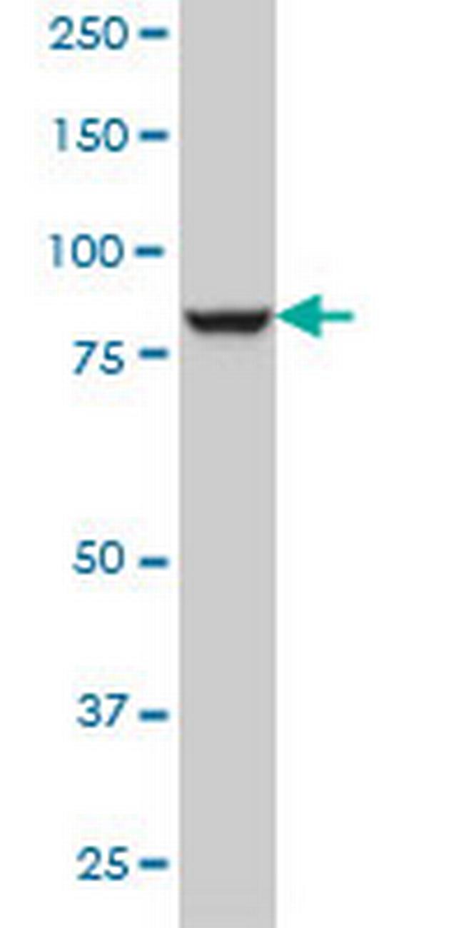 DNAJC10 Antibody in Western Blot (WB)