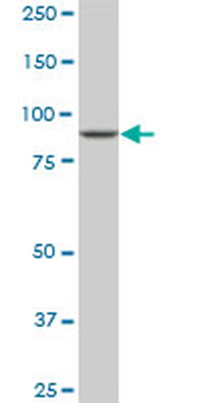 DNAJC10 Antibody in Western Blot (WB)