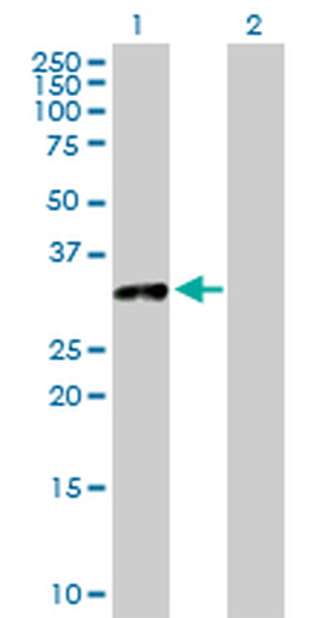 TOLLIP Antibody in Western Blot (WB)