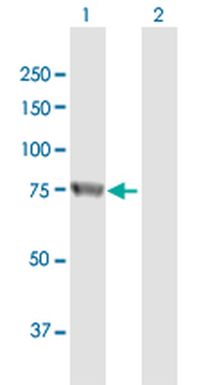 RBM35A Antibody in Western Blot (WB)