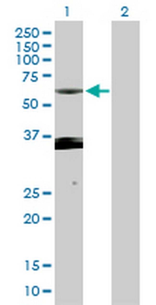 PXK Antibody in Western Blot (WB)