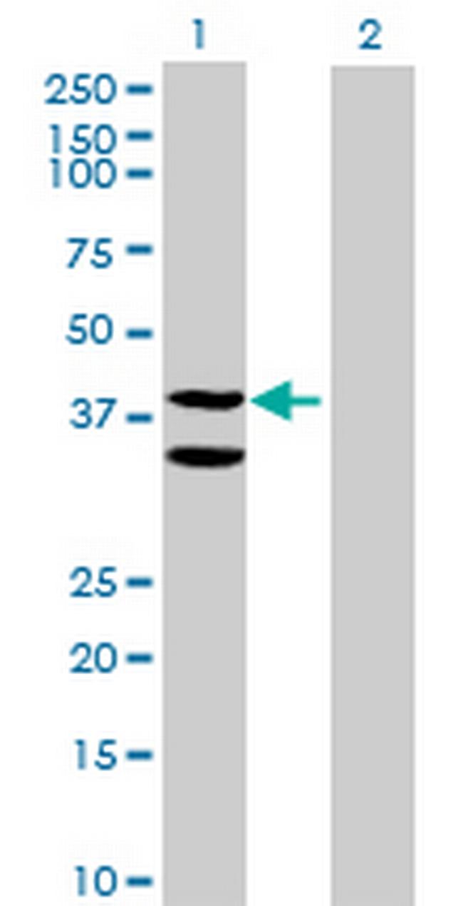 C21orf55 Antibody in Western Blot (WB)