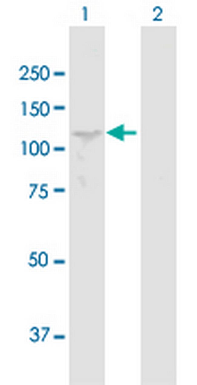 PIWIL2 Antibody in Western Blot (WB)