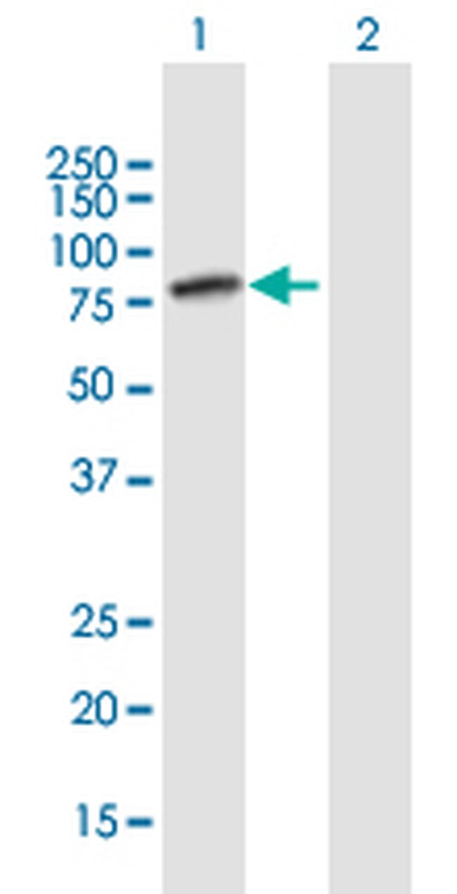 WDR79 Antibody in Western Blot (WB)