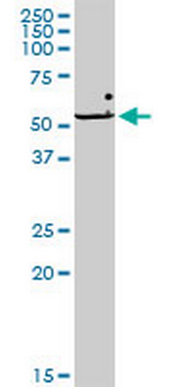 WDR79 Antibody in Western Blot (WB)