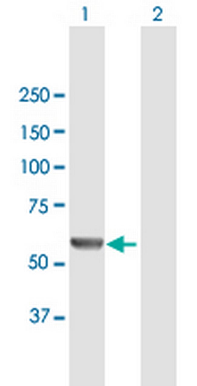 MSTO1 Antibody in Western Blot (WB)