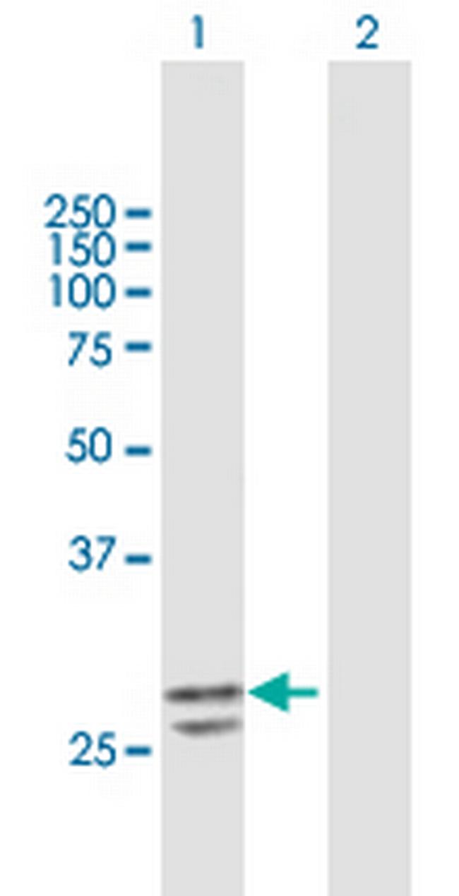 PNPO Antibody in Western Blot (WB)