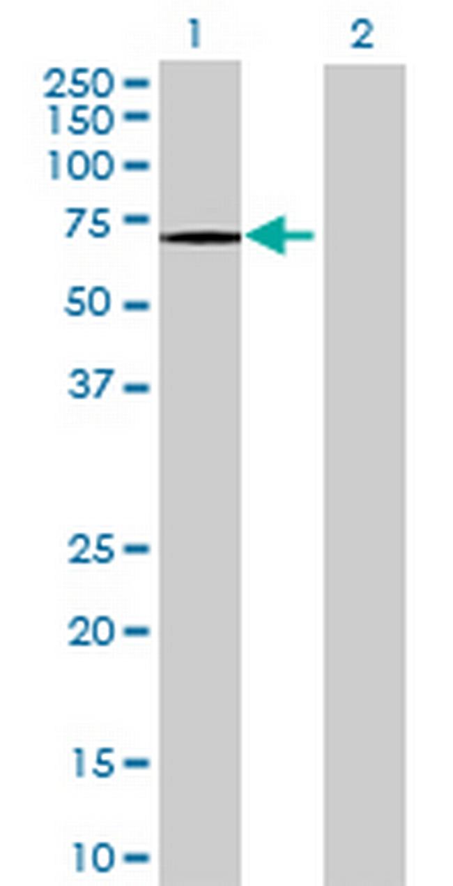 FLJ10826 Antibody in Western Blot (WB)