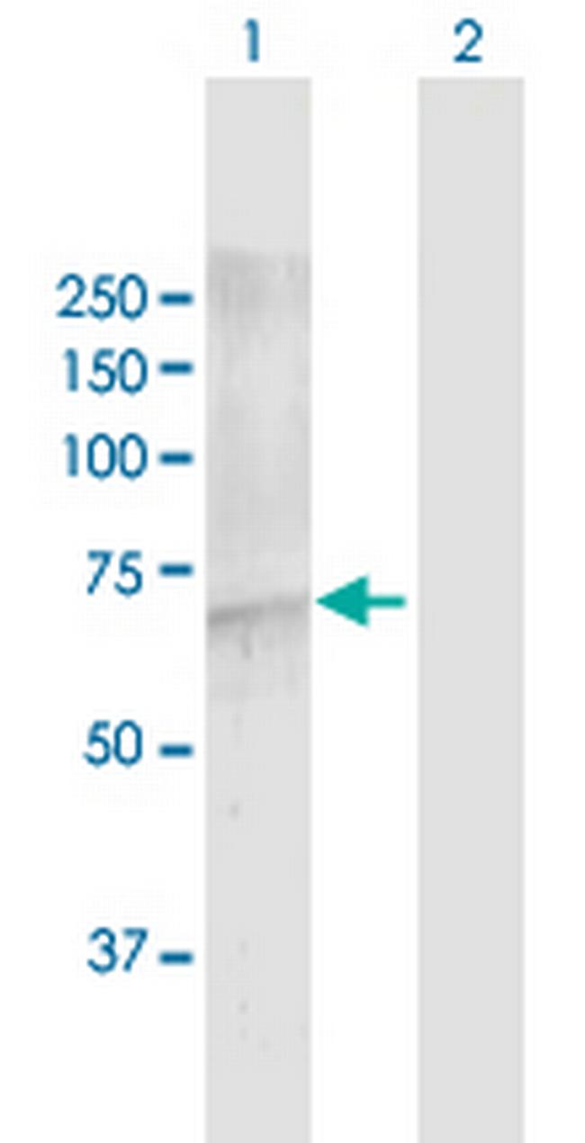 FBXW7 Antibody in Western Blot (WB)