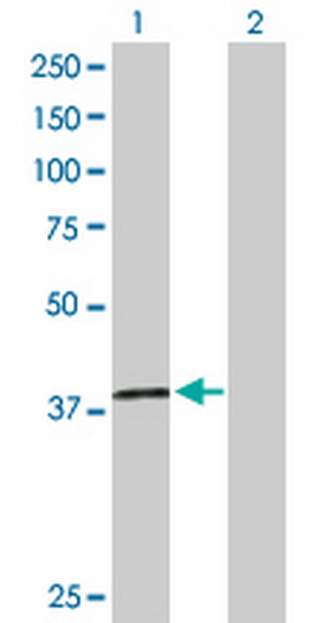 H2AFY2 Antibody in Western Blot (WB)