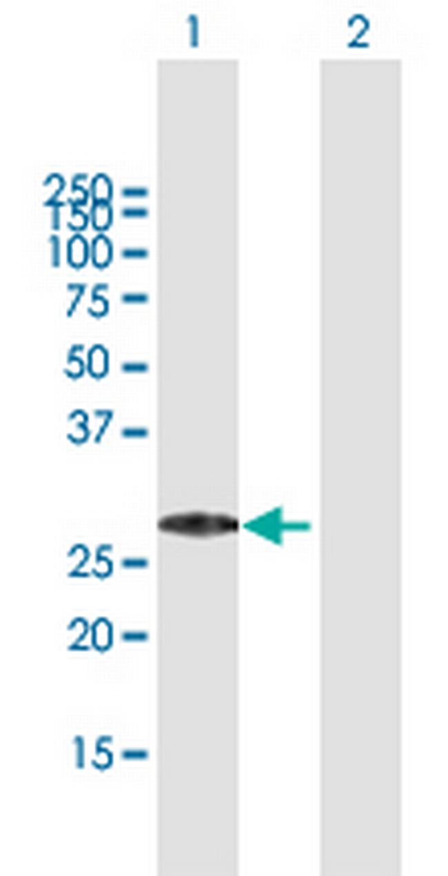 MED29 Antibody in Western Blot (WB)