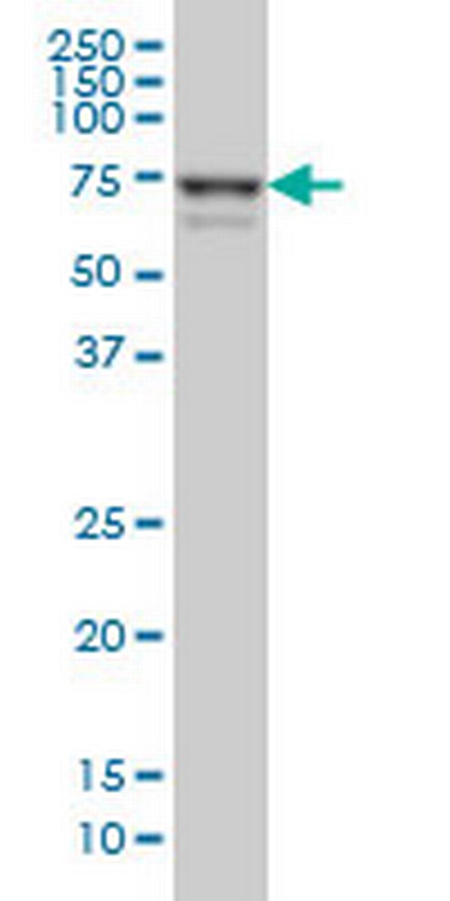 MYNN Antibody in Western Blot (WB)