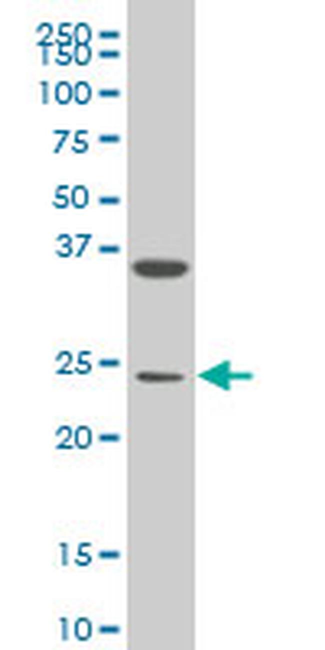 MESP1 Antibody in Western Blot (WB)