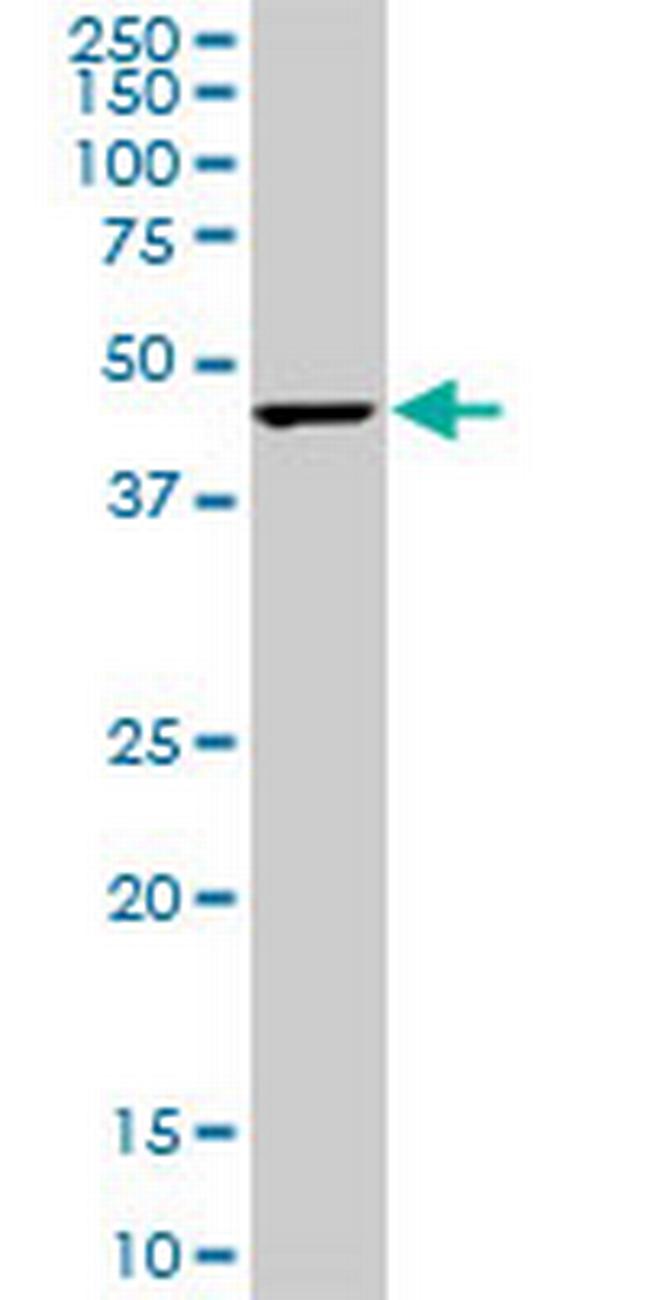 CMAS Antibody in Western Blot (WB)