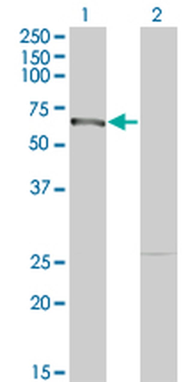 DMAP1 Antibody in Western Blot (WB)