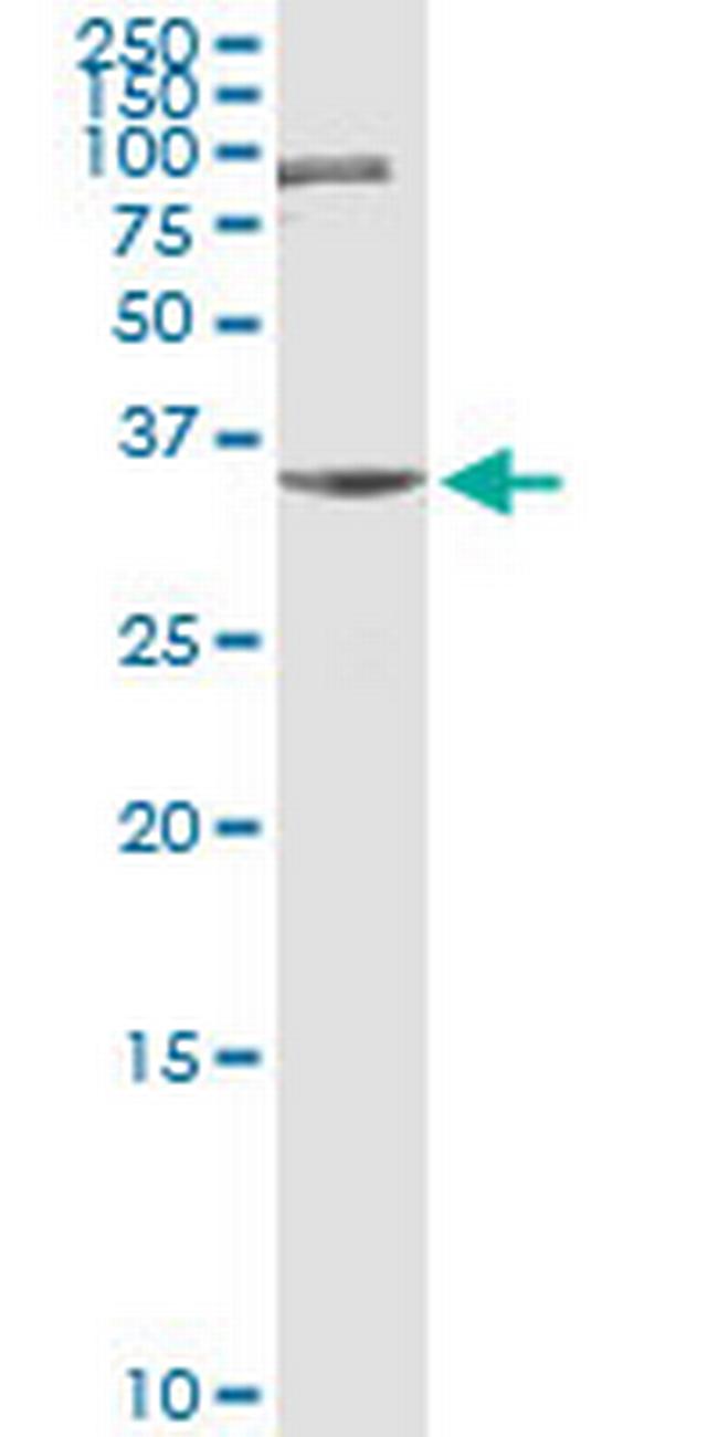 ZNF253 Antibody in Western Blot (WB)