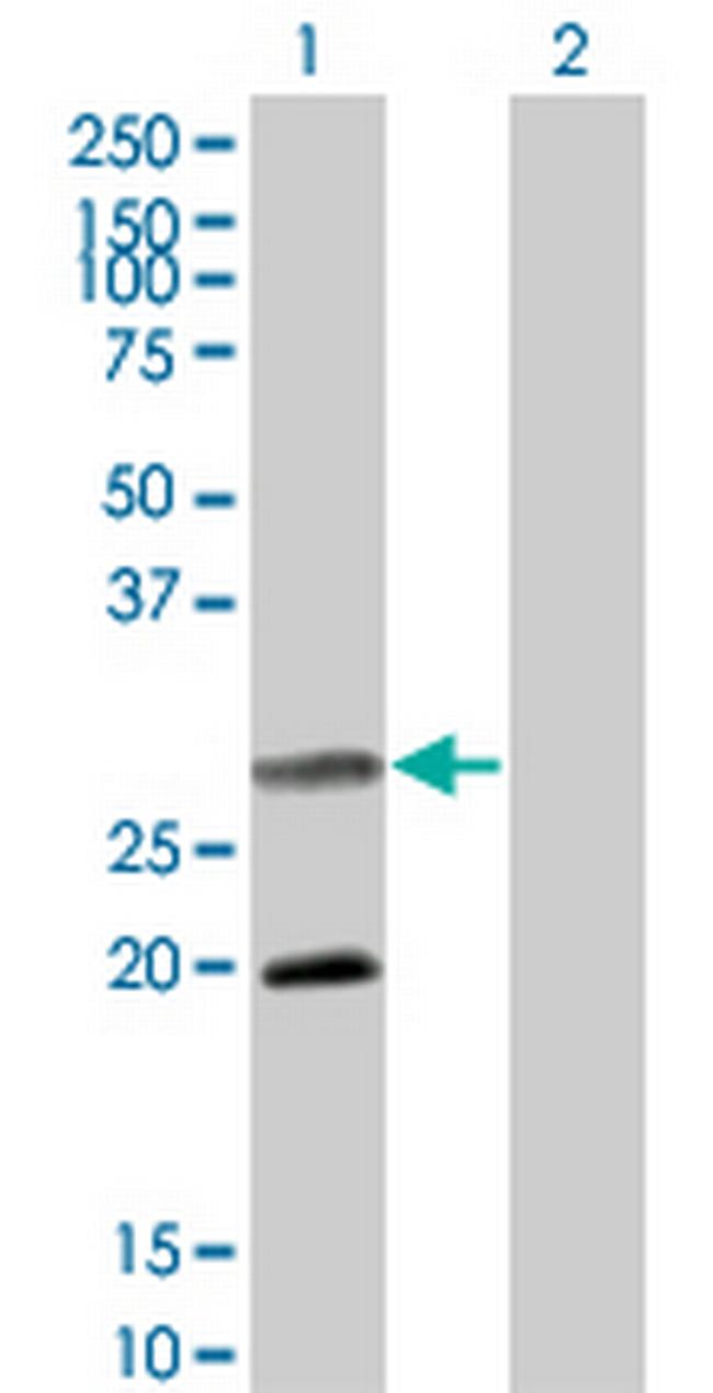 DIABLO Antibody in Western Blot (WB)