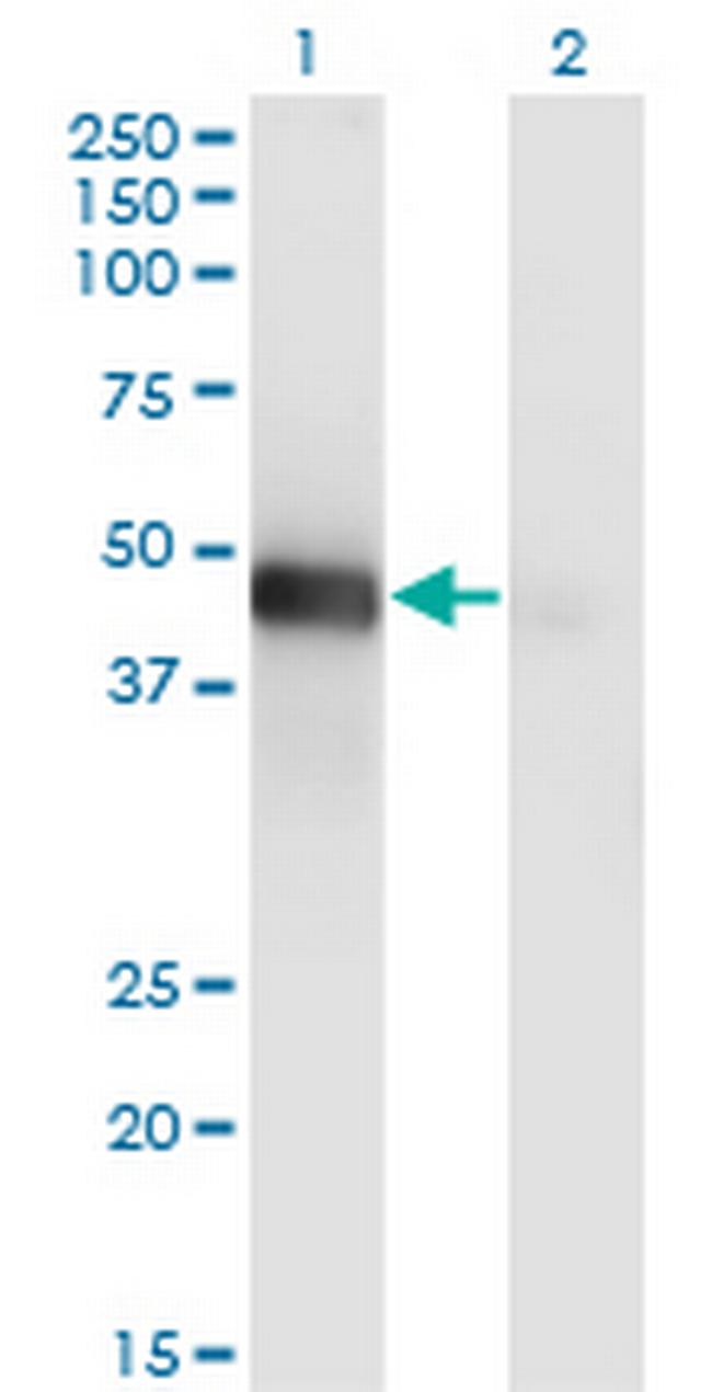 LHX9 Antibody in Western Blot (WB)