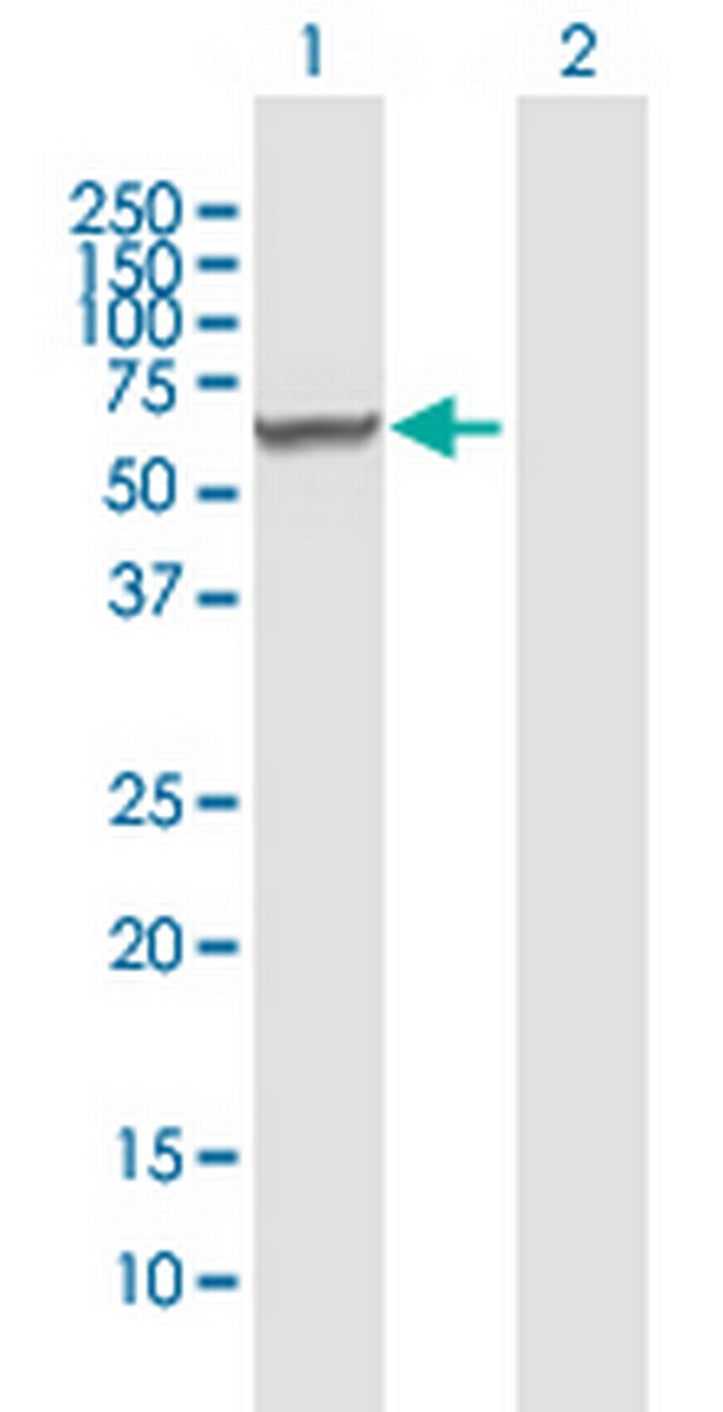 RARSL Antibody in Western Blot (WB)