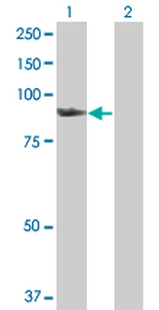 SMURF1 Antibody in Western Blot (WB)