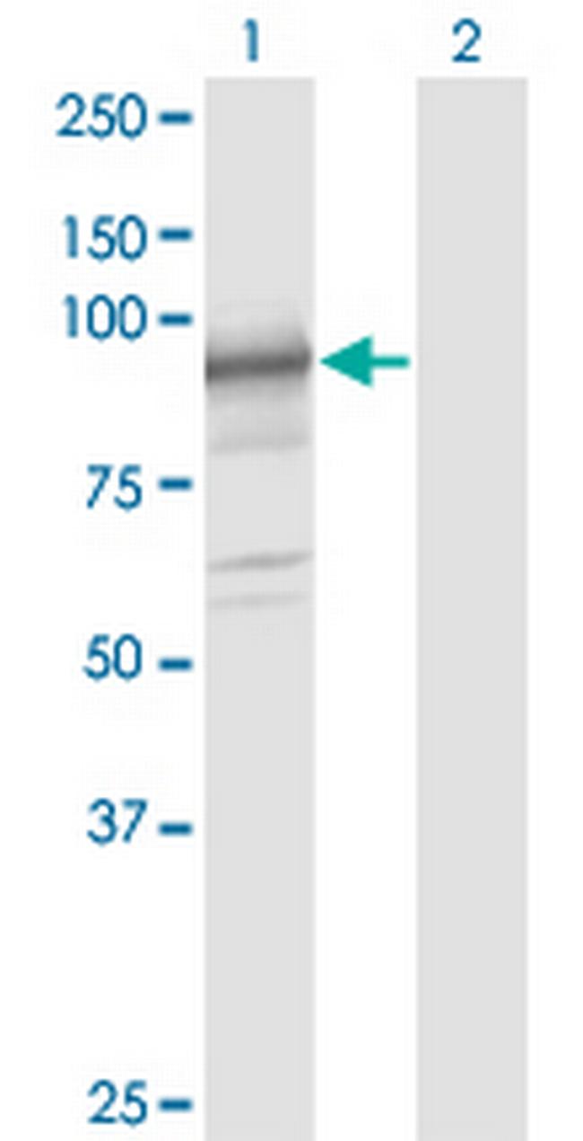 SLC39A10 Antibody in Western Blot (WB)