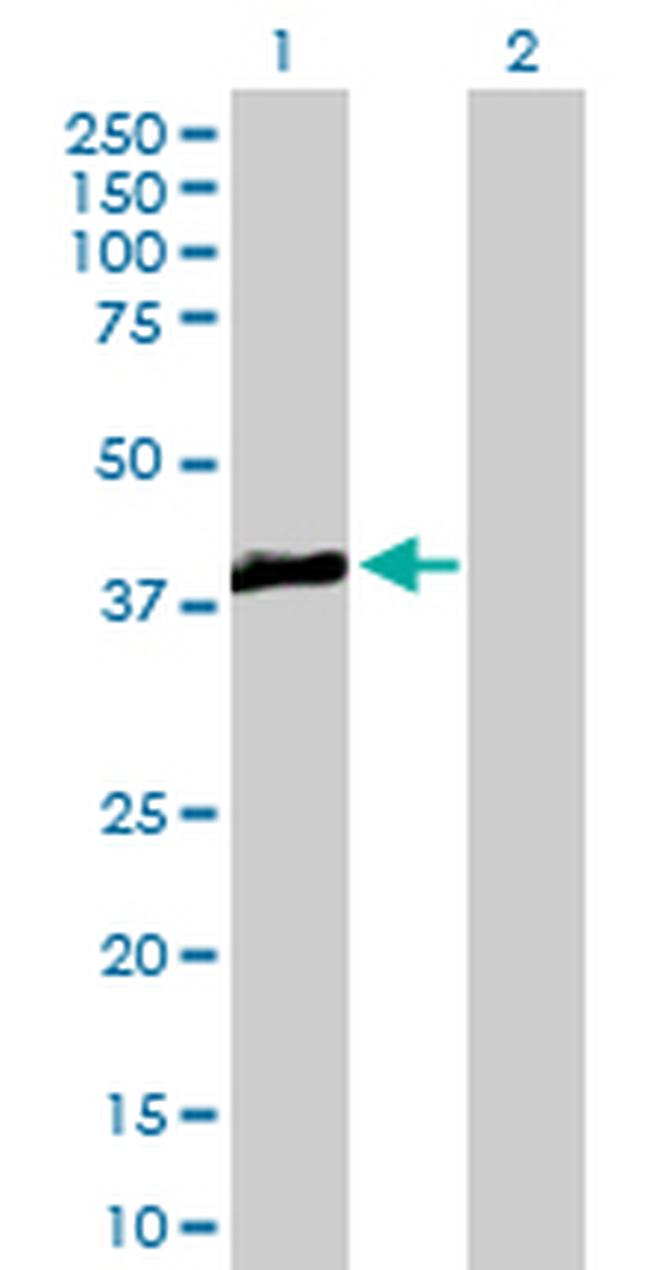 TRIB3 Antibody in Western Blot (WB)