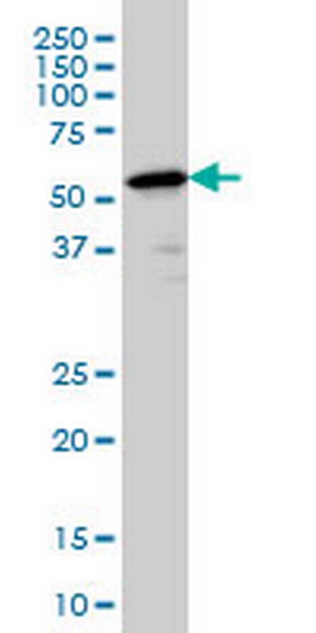 PTBP2 Antibody in Western Blot (WB)