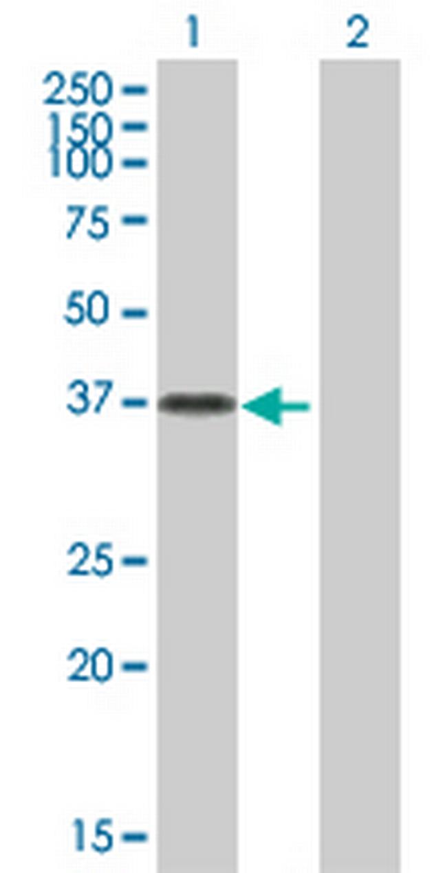 OVOL2 Antibody in Western Blot (WB)